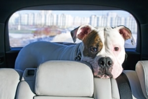 Hund alleine im Auto lassen - Tiere transportieren 2024