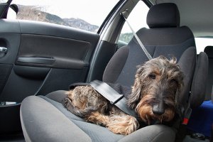 Gerüche aus dem Auto entfernen – Fahrzeugbewertung
