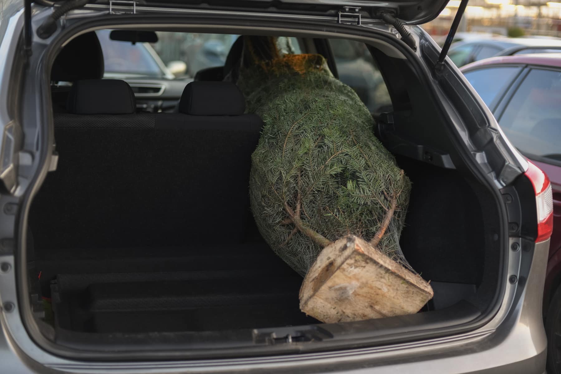 Weihnachtsbaum transportieren und lagern