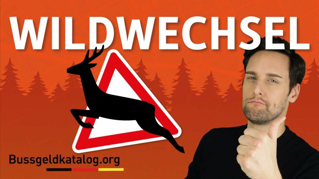 Was bei einem Wildwechsel zu tun ist, erfahren Sie hier in diesem Video.